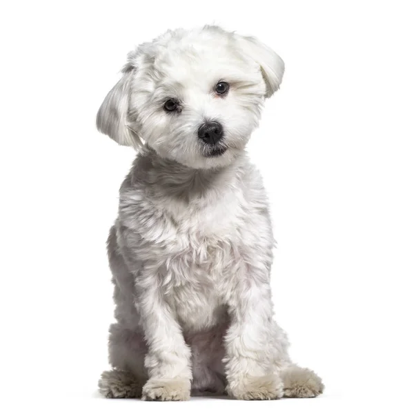 Maltese Hond Maanden Oud Zittend Tegen Een Witte Achtergrond — Stockfoto