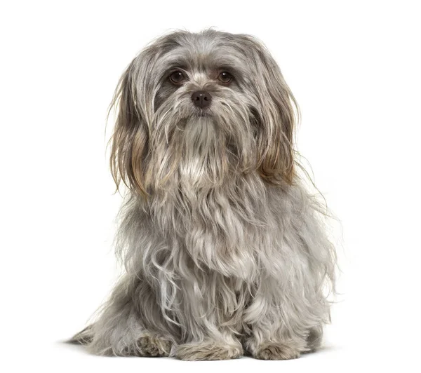 Shih Tzu Hond Jaar Oud Zittend Tegen Een Witte Achtergrond — Stockfoto