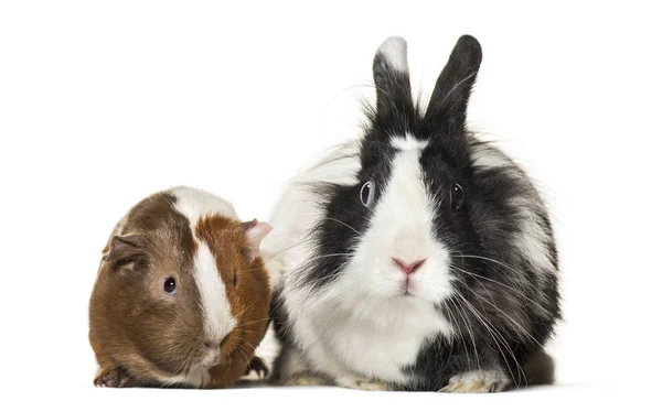 Guinea Pig Rabbit Together Sitting White Background — Stock Photo, Image