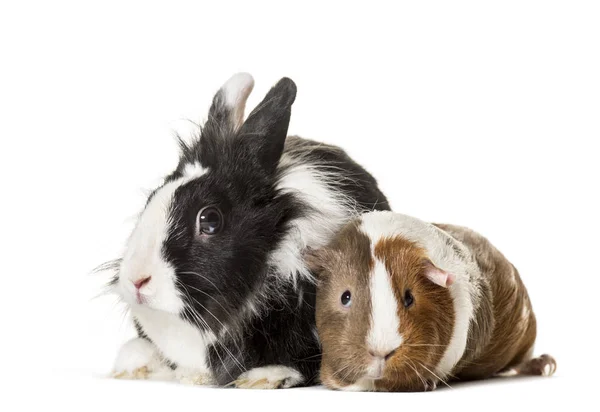 Cavia Konijn Zittend Tegen Witte Achtergrond — Stockfoto