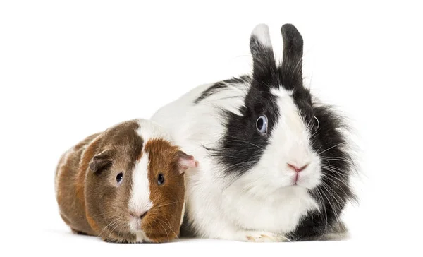 Cerdo Indias Conejo Sentado Sobre Fondo Blanco —  Fotos de Stock