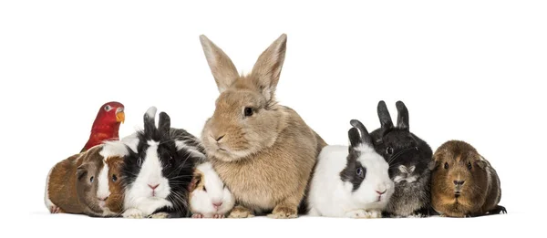 Kaninchen Meerschweinchen Und Plappernde Papageien Vor Weißem Hintergrund — Stockfoto