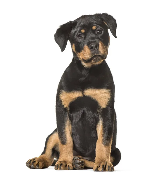 Rottweiler Köpek Yavrusu Yaşlı Beyaz Arka Planı Oturan — Stok fotoğraf