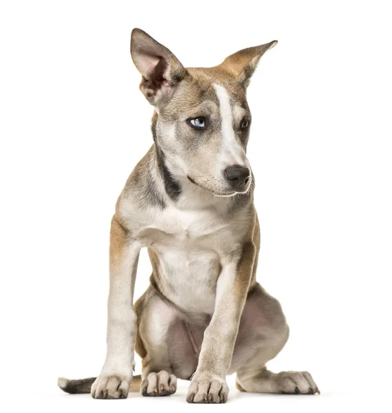 Cão Misto Meses Sentado Contra Fundo Branco — Fotografia de Stock