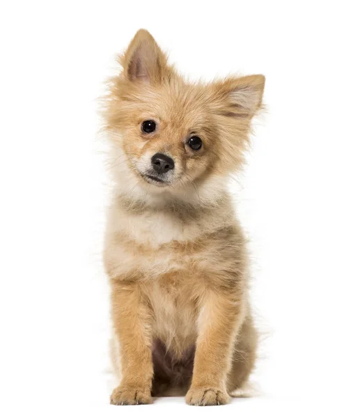 Pomeranian Cachorro Meses Edad Sentado Sobre Fondo Blanco — Foto de Stock