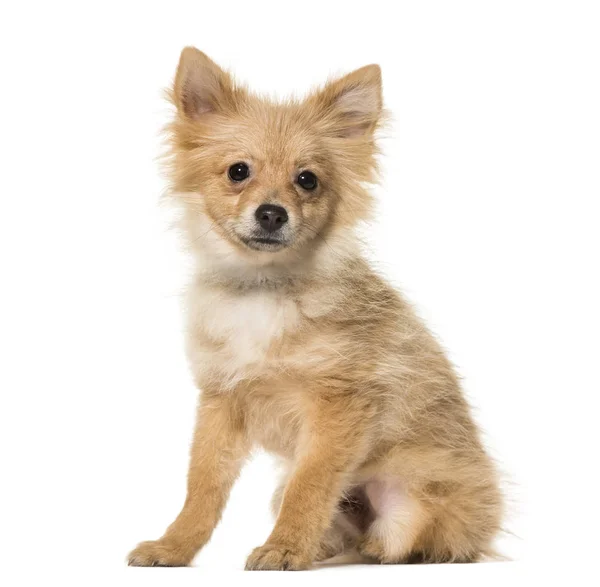 Pomeranian Cachorro Meses Edad Sentado Sobre Fondo Blanco — Foto de Stock