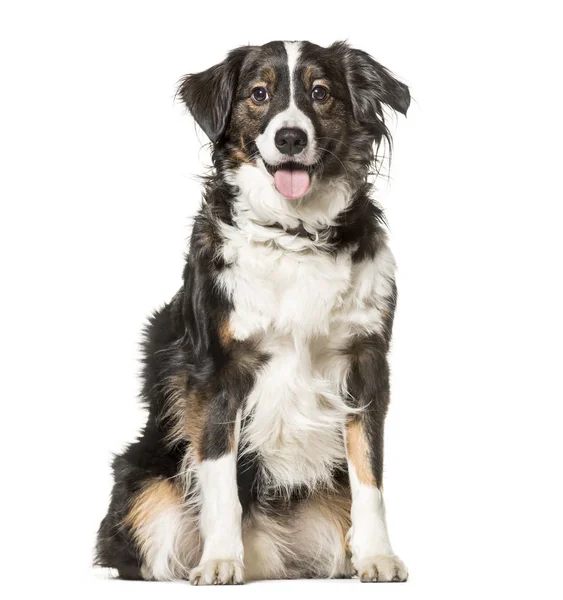 Cão Misto Anos Sentado Contra Fundo Branco — Fotografia de Stock