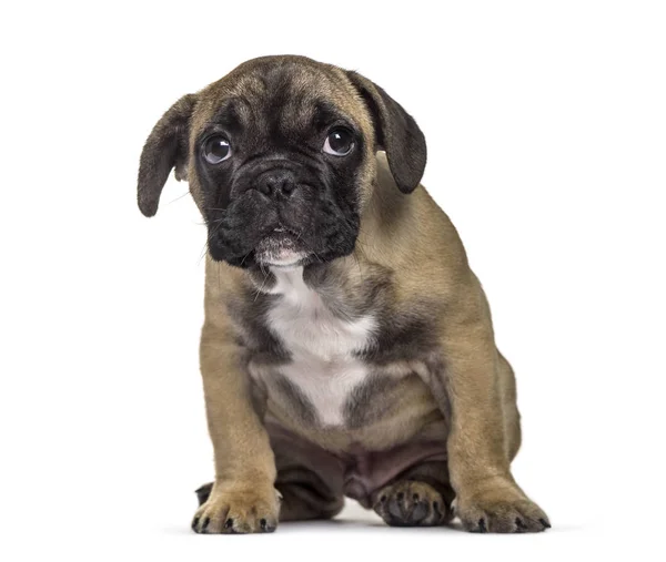 Bulldog Francés Meses Sentado Sobre Fondo Blanco —  Fotos de Stock