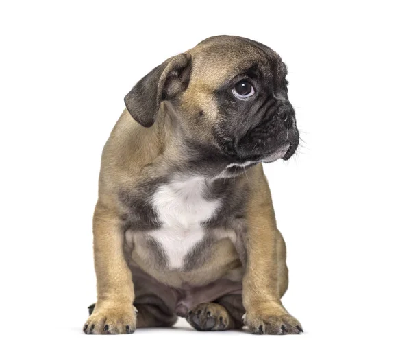 Franse Bulldog Maanden Oud Zittend Tegen Een Witte Achtergrond — Stockfoto