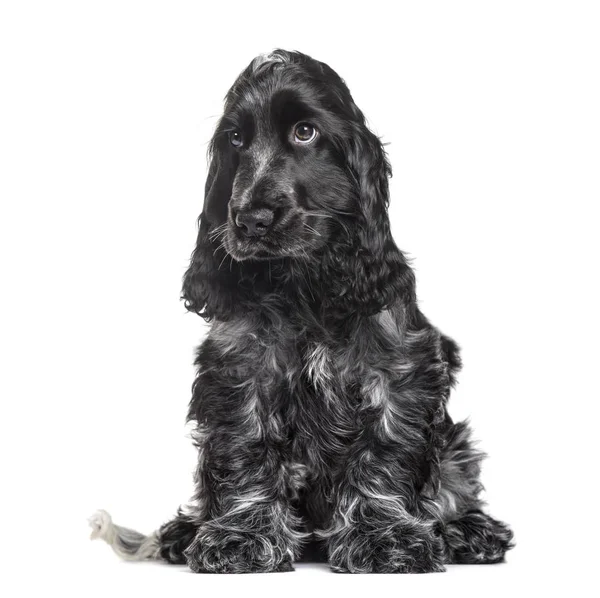 Cocker Spaniel Puppy Months Old Sitting White Background — стоковое фото