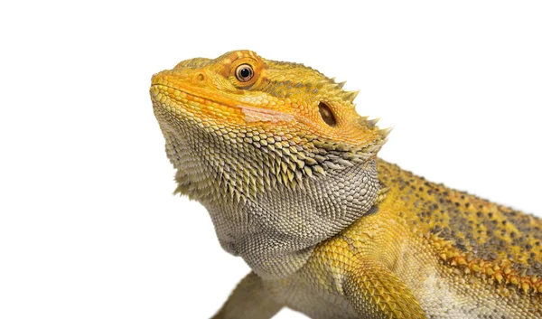 Lagarto Pogona Meses Contra Fundo Branco — Fotografia de Stock