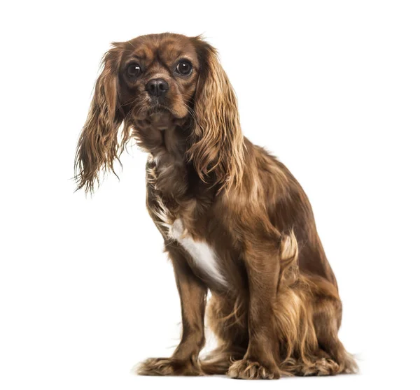 Cavalier King Charles Spaniel , 1 year old, sitting against white background — Stock Image Cavalier King Charles Spaniel Year Old Sitting White Background Royalty Free Stock Images
