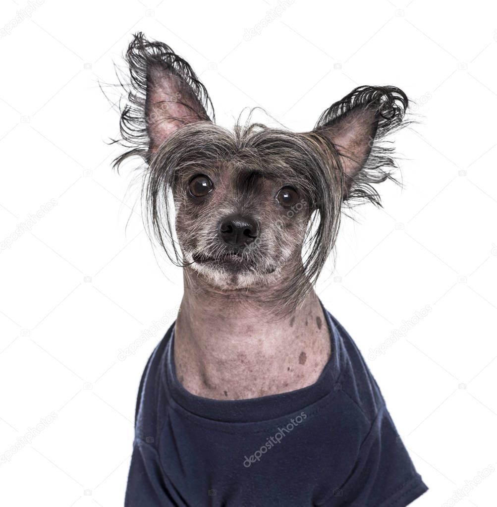 Chinese Crested Dog , 5 years old, in blue clothing against white background