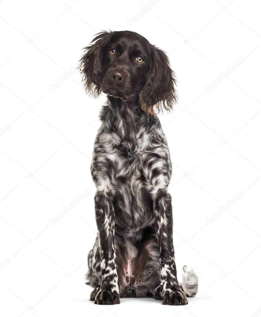 Munsterlander dog , 9 months old, sitting against white background