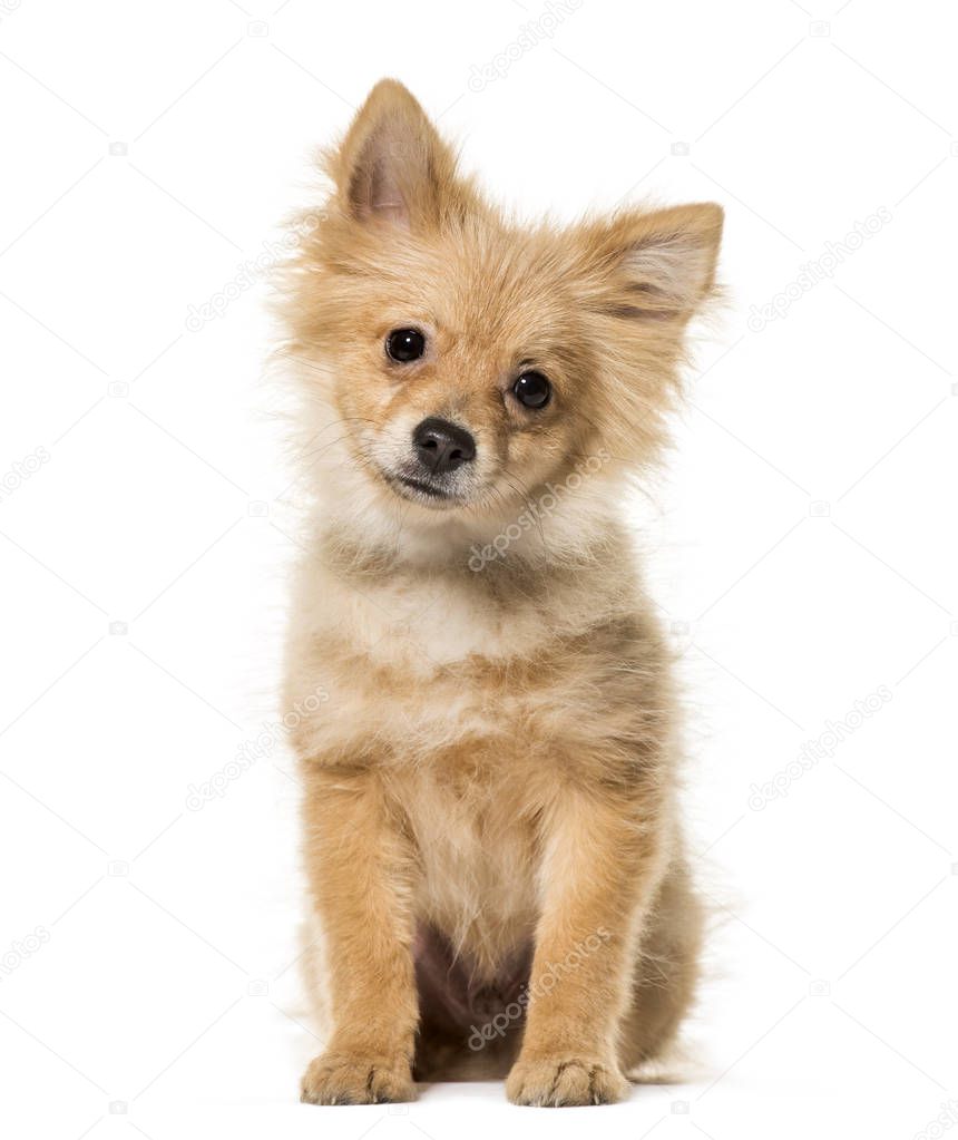 Pomeranian puppy, 5 months old, sitting against white background