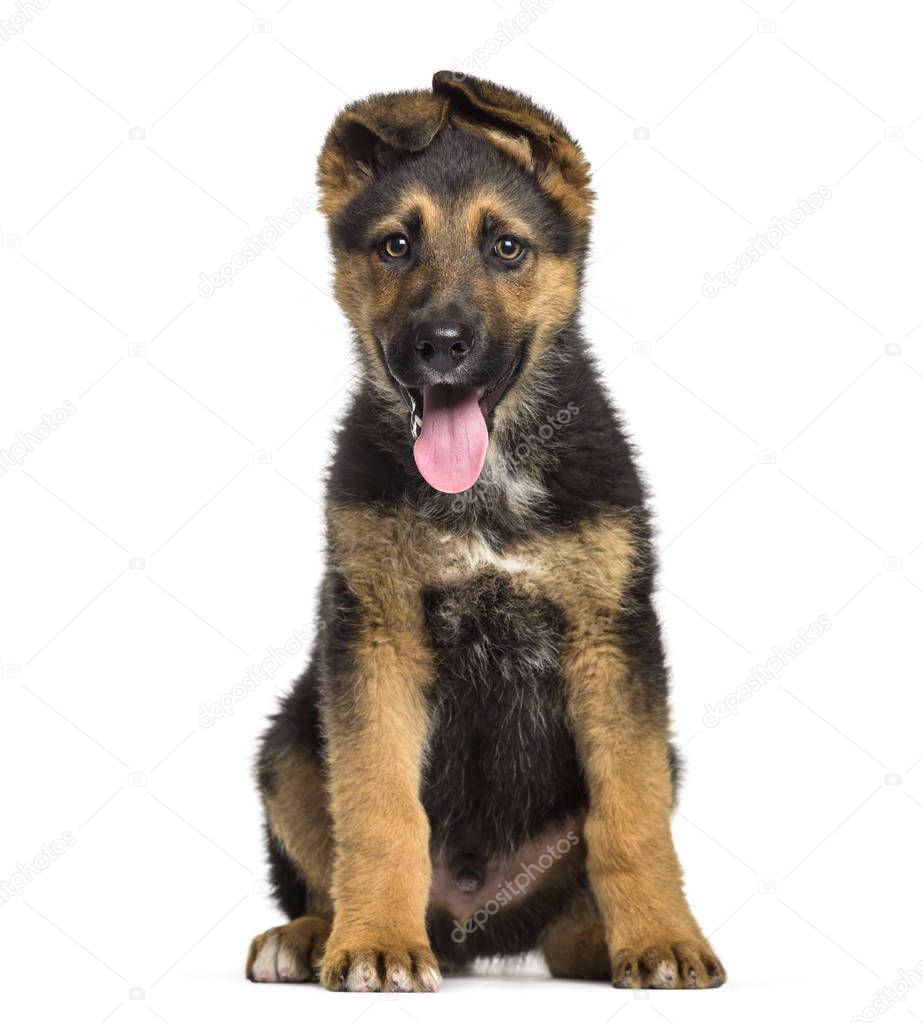 German Shepherd puppy , 3 months old, sitting against white background