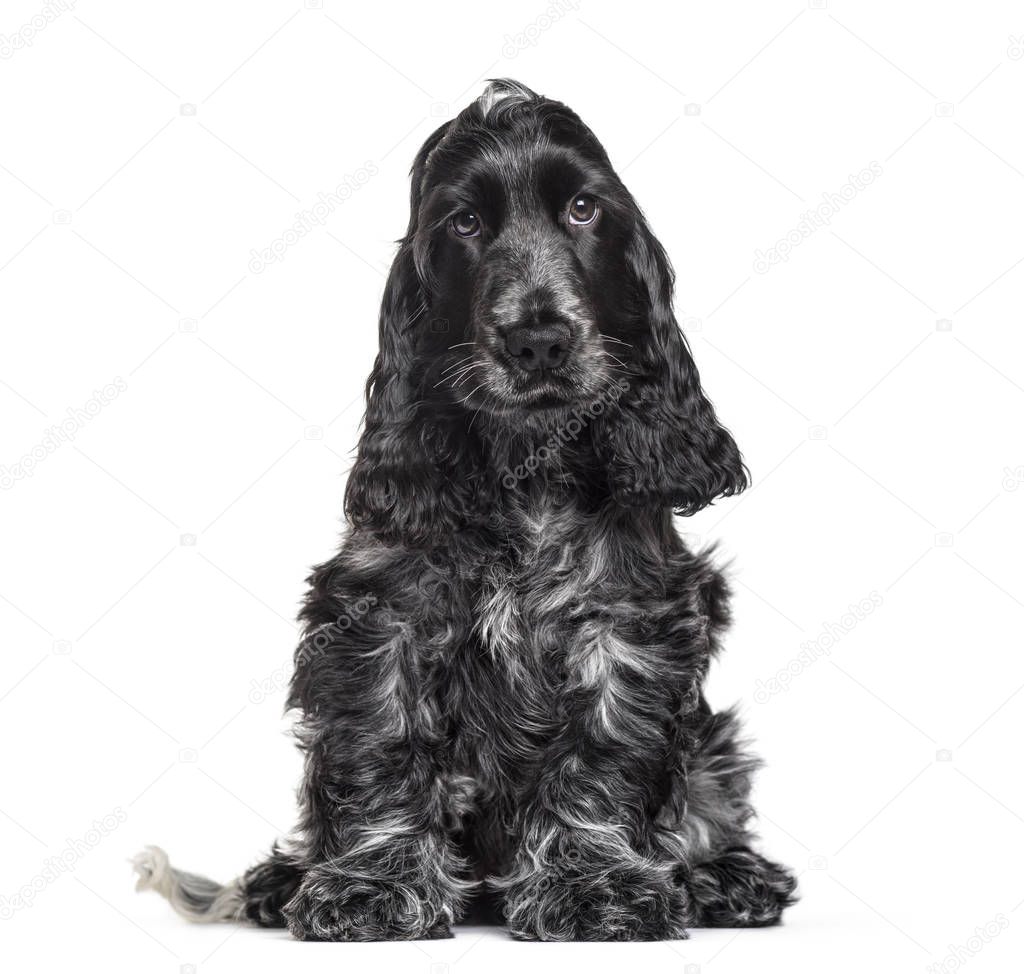 Cocker Spaniel puppy , 3 months old, sitting against white background