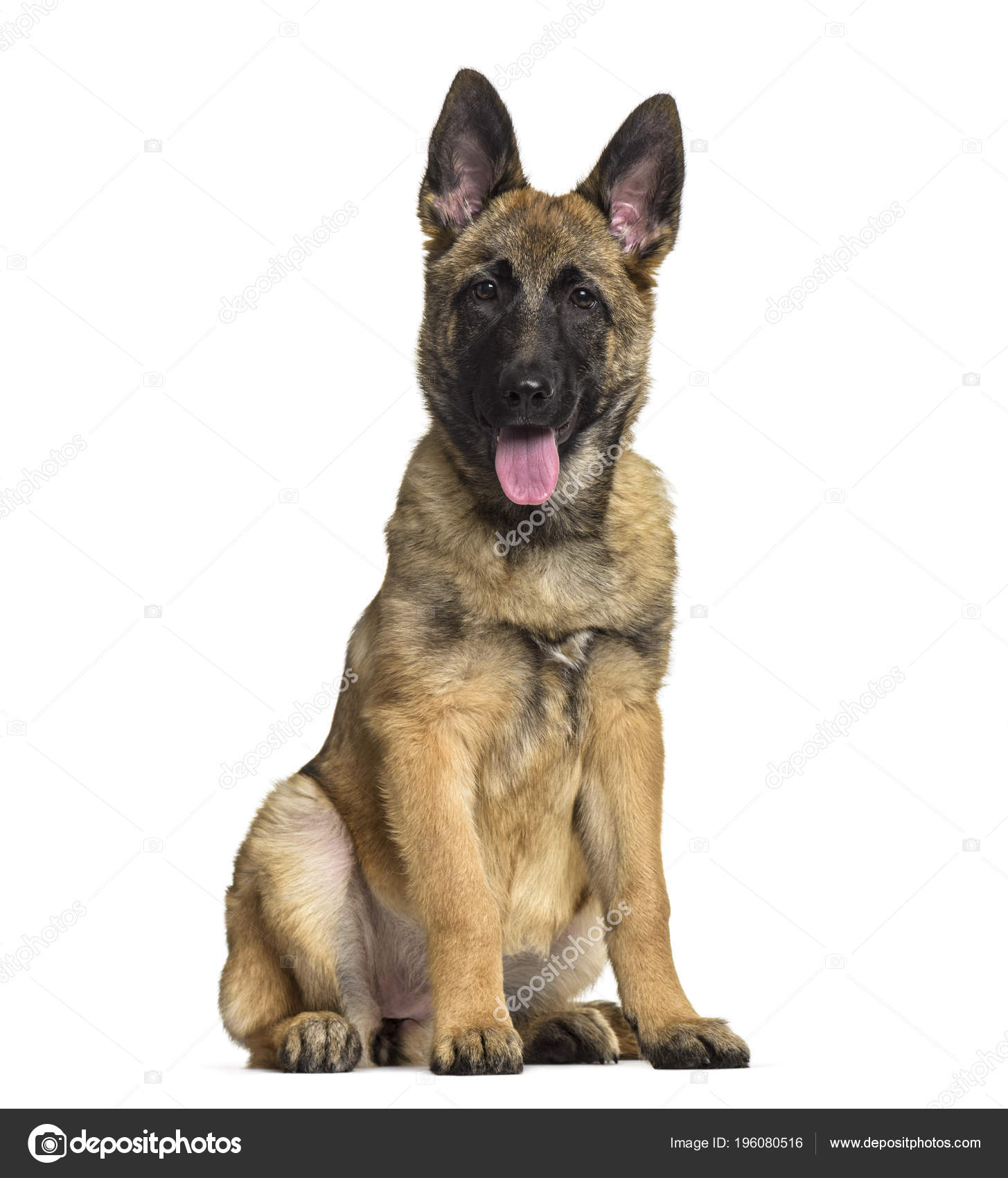 belgian shepherd dog white
