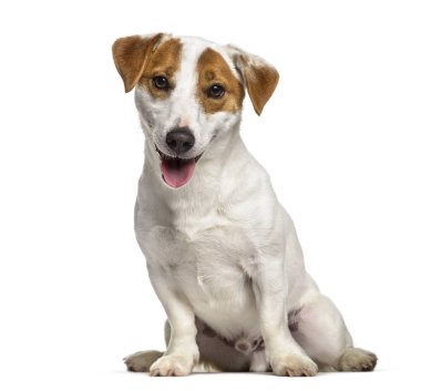 Jack Russell köpek, 1 yaşında, beyaz arka planı oturan
