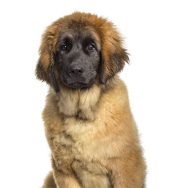 Leonberger köpek yavrusu, 4 ay yaşlı, beyaz arka planı oturan