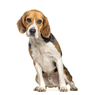 Beagle köpek, 2 yıl yaşlı, beyaz arka planı oturan