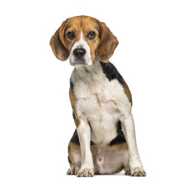 Beagle köpek, 2 yıl yaşlı, beyaz arka planı oturan