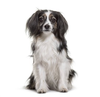 Beyaz arka plan üzerinde oturan karışık-breed köpek