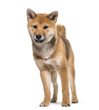 Shiba Inu köpek ayakta beyaz bir arka plana dayanır