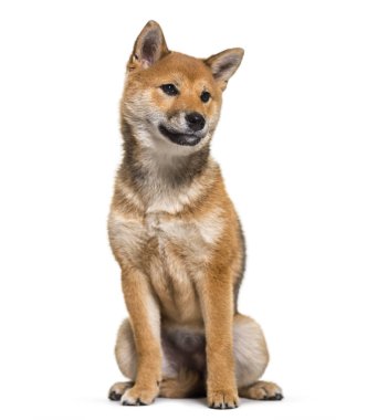 Beyaz arka plan üzerinde oturan Shiba Inu köpek