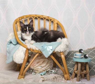Maine coon kedi Studio, sandalyeye oturmuş portre