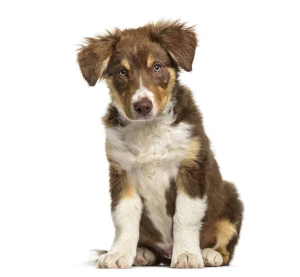 Border Collie Cachorro Meses Edad Sentado Sobre Fondo Blanco —  Fotos de Stock