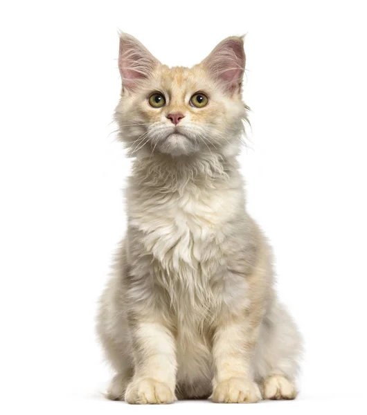 Maine Coon Katze Monate Alt Sitzt Vor Weißem Hintergrund — Stockfoto