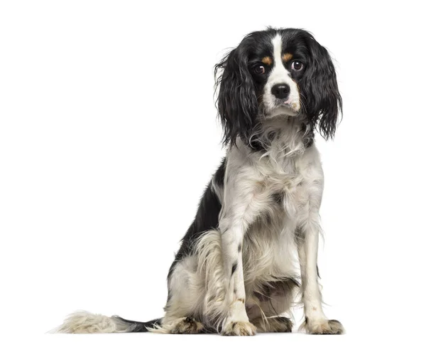 Mixed Breed Dog Year Old Sitting White Background — Stock Photo, Image