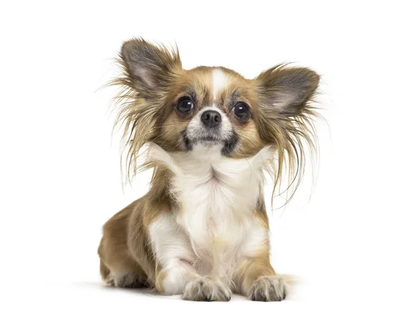 Pes Chihuahua Roky Starý Ležící Proti Bílému Pozadí — Stock fotografie