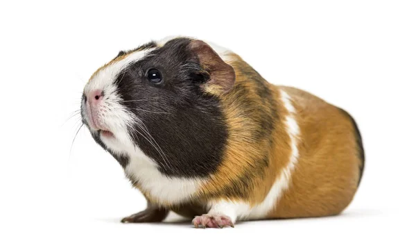 Meerschweinchen Jahr Alt Vor Weißem Hintergrund Liegend — Stockfoto