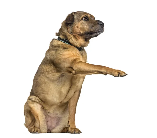 Karışık Breed Köpek Yıl Yaşlı Beyaz Arka Planı Ayakta — Stok fotoğraf