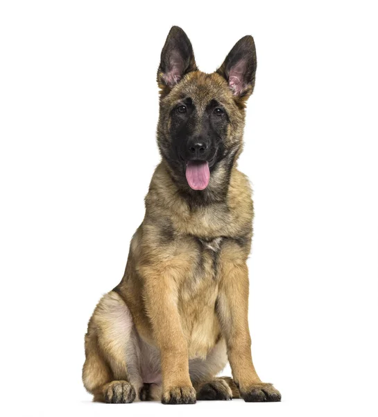 Belgian Shepherd Dog Months Old Sitting White Background — Stock Photo, Image