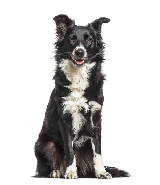 Border Collie Dog Year Old Sitting White Background — стоковое фото