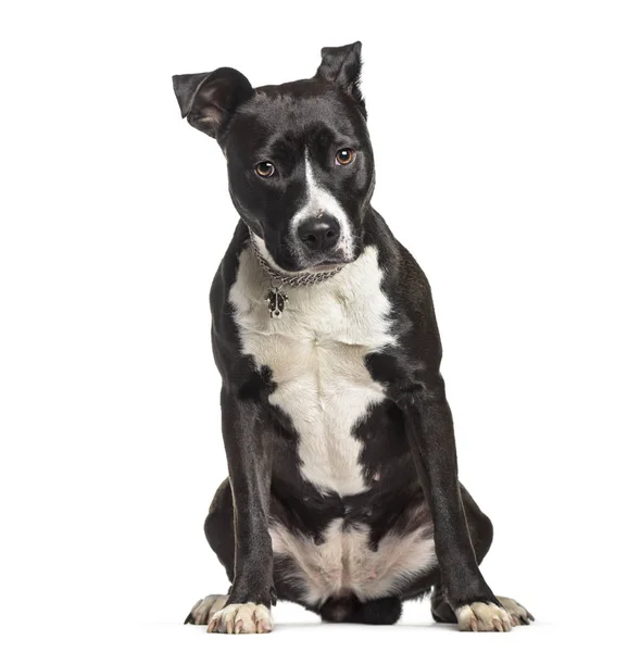 American Staffordshire Terrier Gammal Sitter Mot Vit Bakgrund — Stockfoto