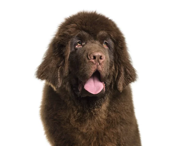 Cachorrinho Terra Nova Meses Contra Fundo Branco — Fotografia de Stock