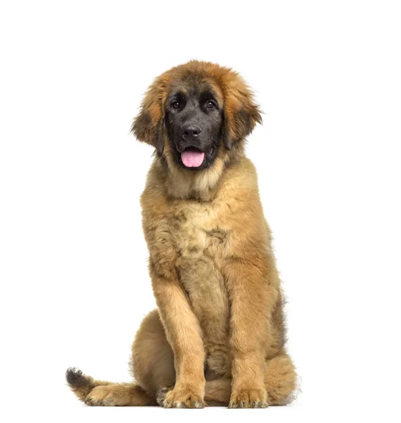 Leonberger Filhote Cachorro Meses Sentado Contra Fundo Branco — Fotografia de Stock