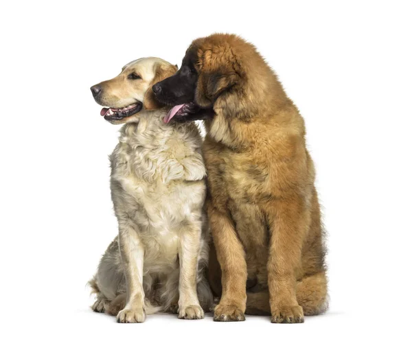 Leonberger Welpe Monate Alt Und Labrador Retriever Hund Jahr Alt — Stockfoto