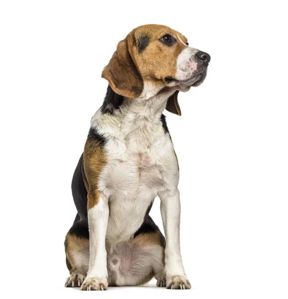 Beagle Hond Jaar Oud Zittend Tegen Een Witte Achtergrond — Stockfoto