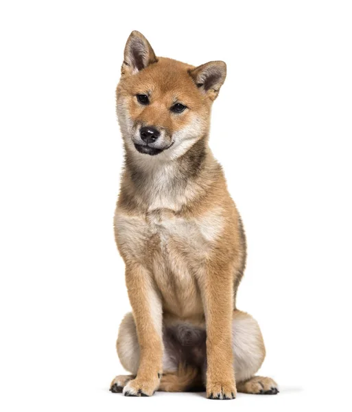 Shiba Inu Cão Sentado Contra Fundo Branco — Fotografia de Stock