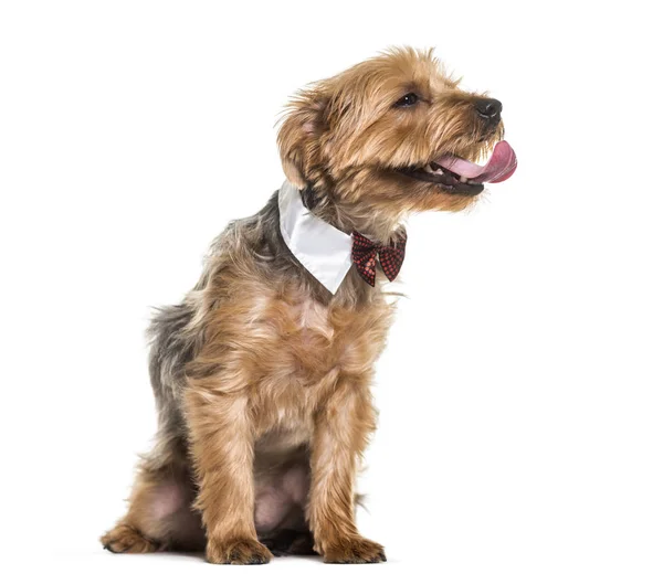 Yorkshire Terrier Köpek Papyon Beyaz Arka Plan Üzerinde Oturan Yaka — Stok fotoğraf