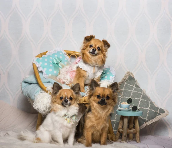 Chihuahua Dogs Sitting Chair Studio Portrait — Stock Photo, Image
