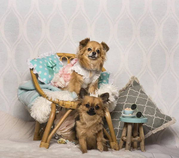 Chihuahua Hunde Auf Stuhl Atelier Portrait — Stockfoto