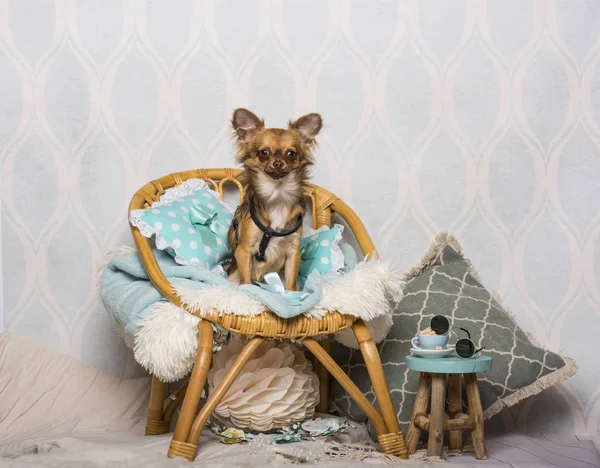 Σκυλί Chihuahua Κάθεται Καρέκλα Στο Στούντιο Πορτρέτο — Φωτογραφία Αρχείου
