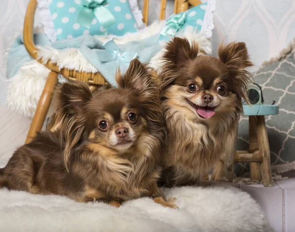 Chihuahua Honden Liggen Bont Studio Zit Stoel Studio Portret — Stockfoto