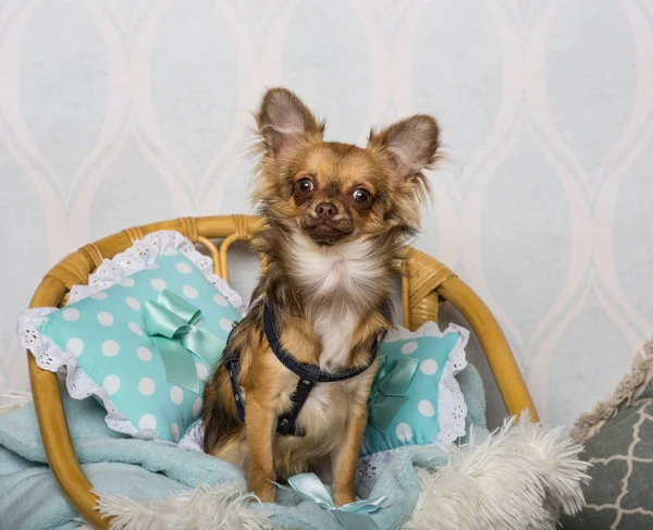 Chihuahua Chien Assis Sur Une Chaise Studio Portrait — Photo